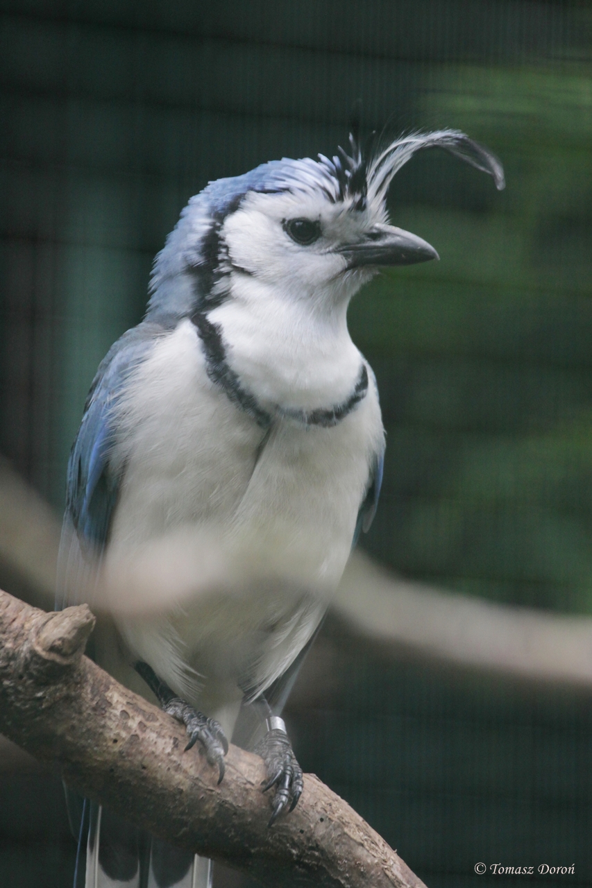 White-throated Magpie-jay (Calocitta formosa pompata)