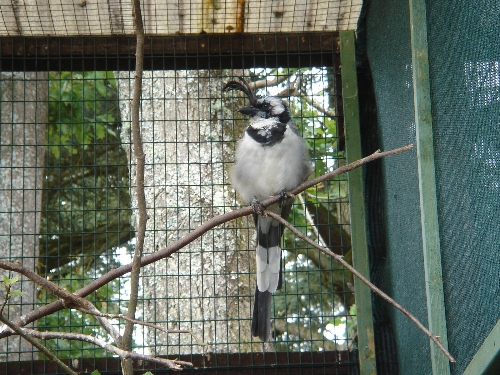 White Throated Magpie-Jay (Calocitta formosa )