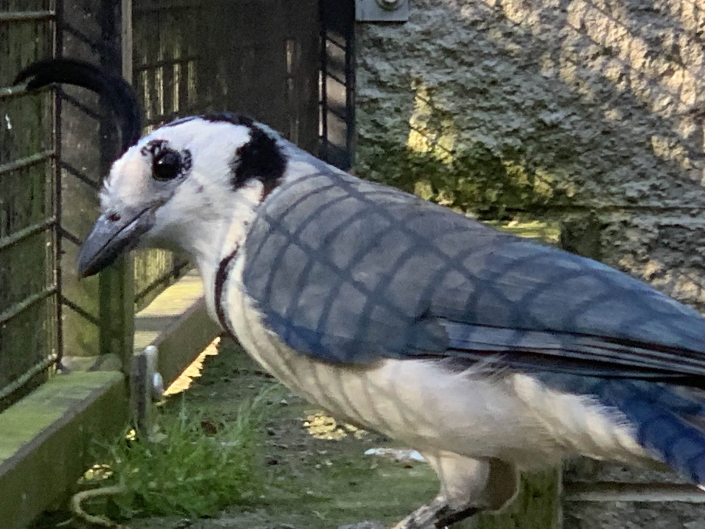 White-Throated Magpie Jay (Cyanocorax formosus)