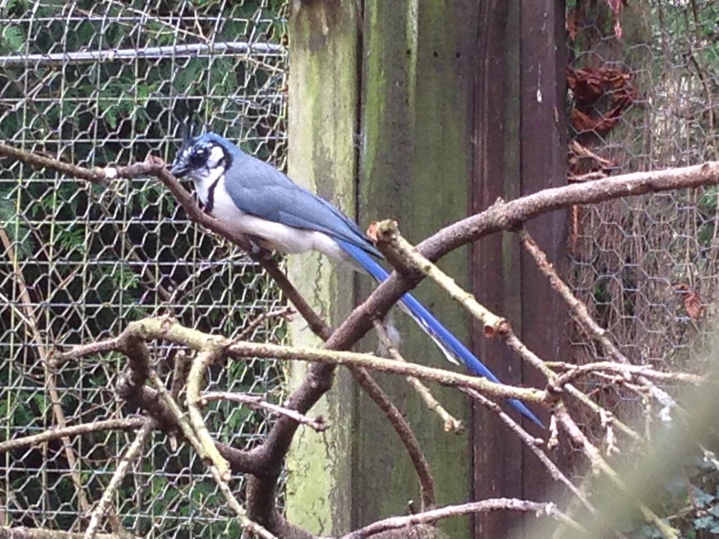 White-Throated Magpie-Jay? (ID?)