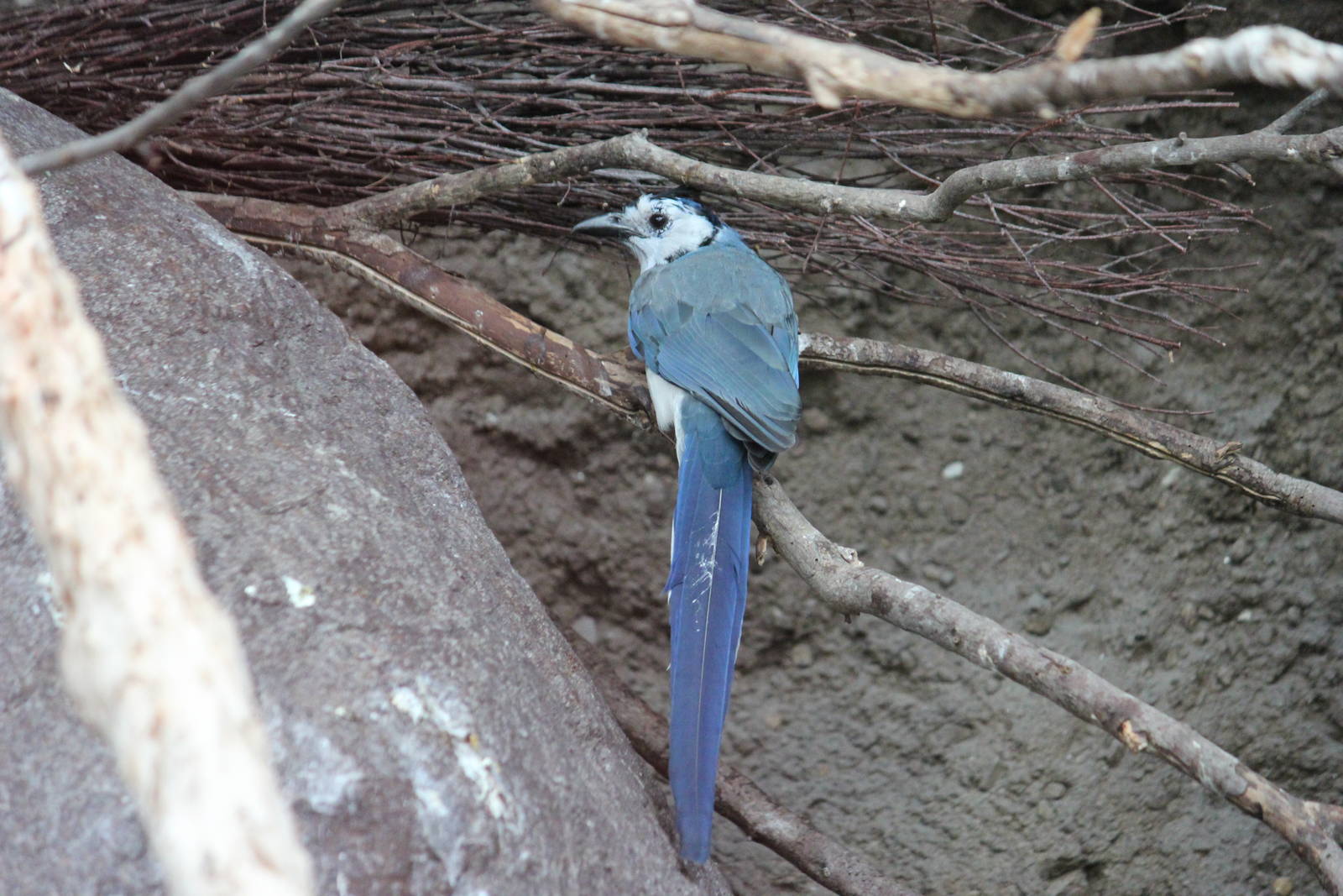 White-throated magpie-jay