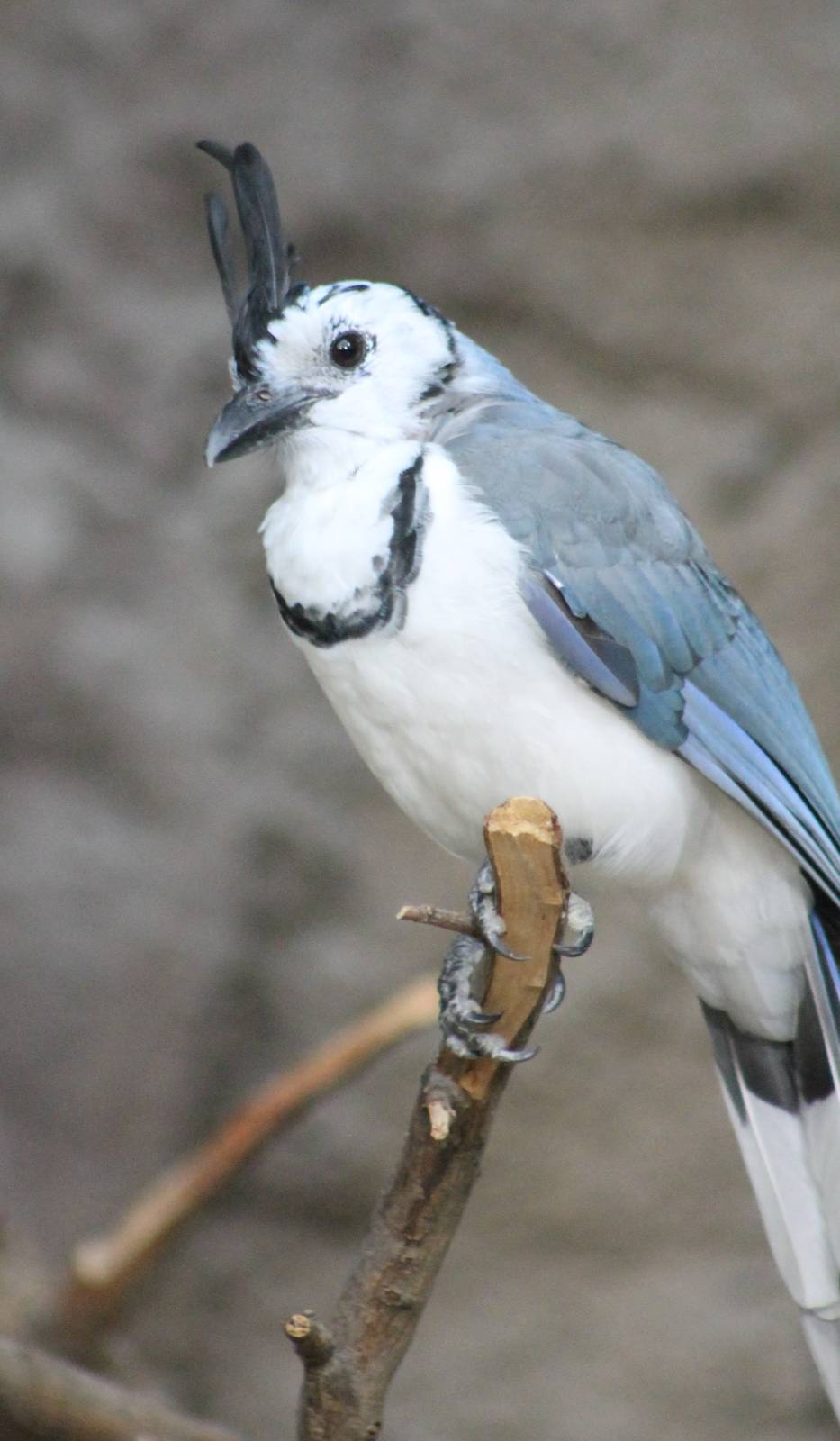 White-throated magpie-jay