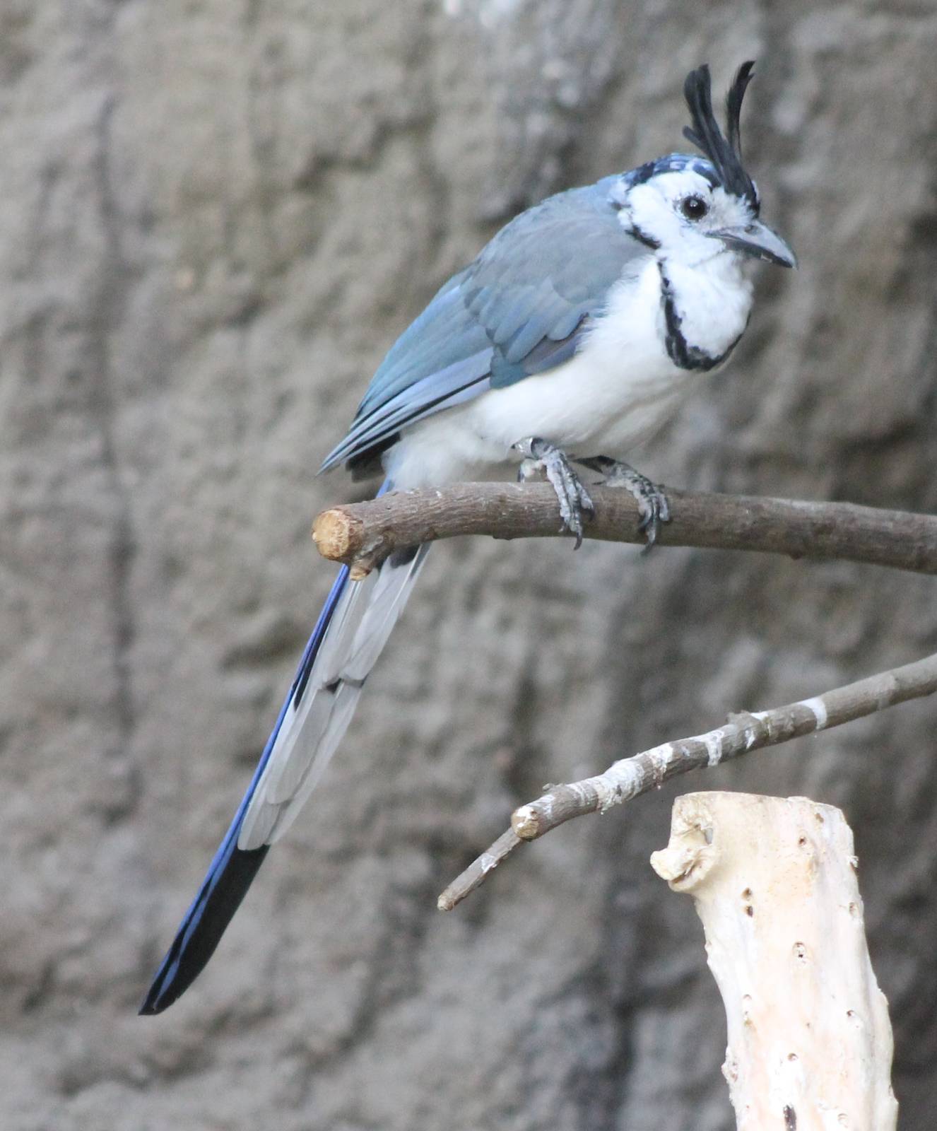 White-throated magpie-jay