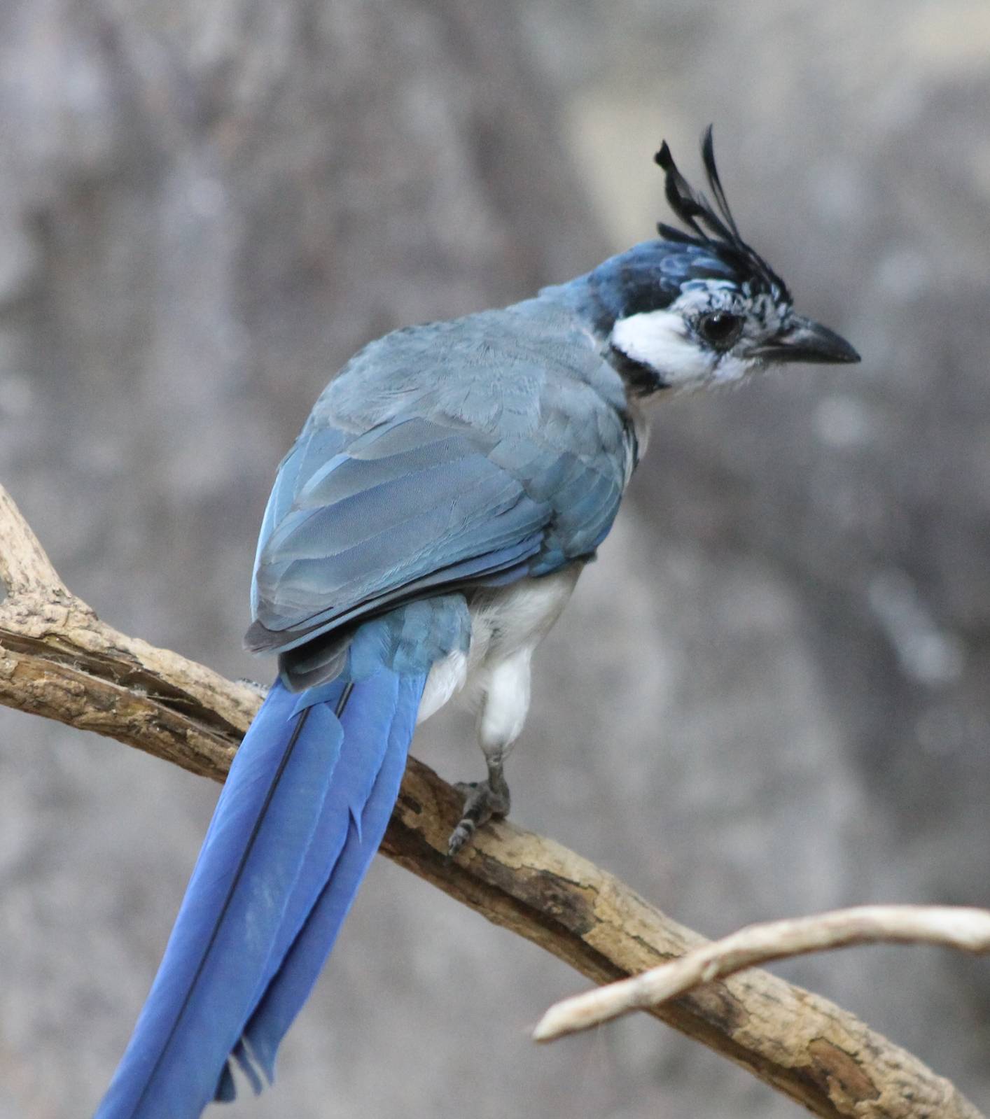 White-throated magpie-jay