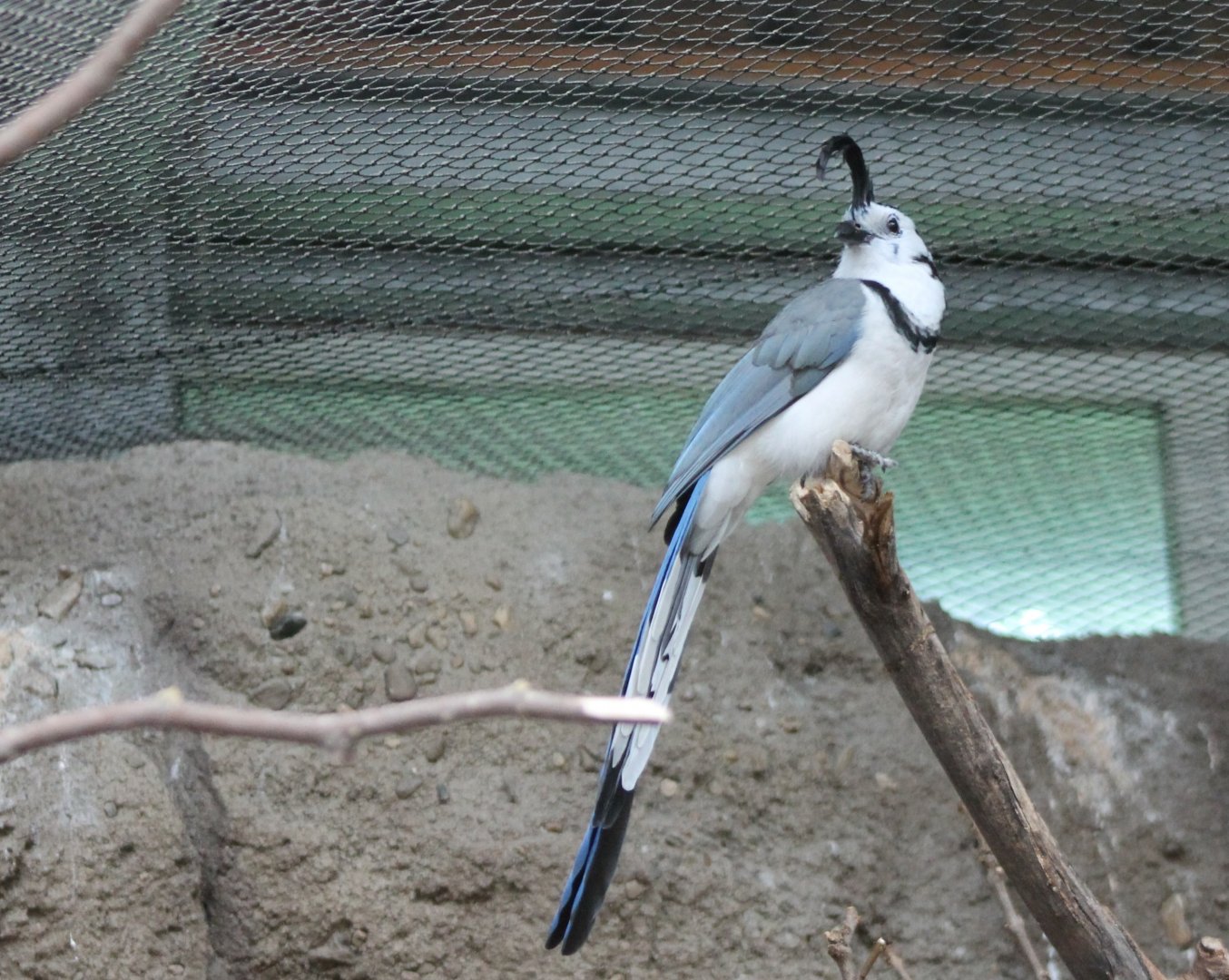White-throated magpie-jay