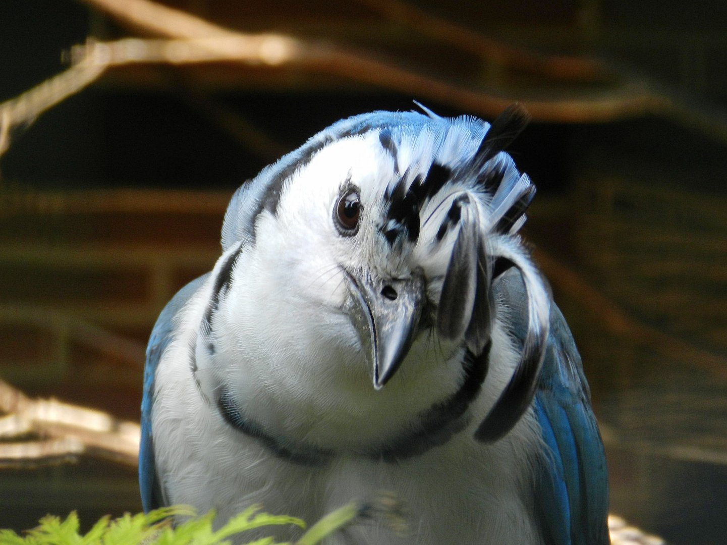 White-throated Magpie-jay