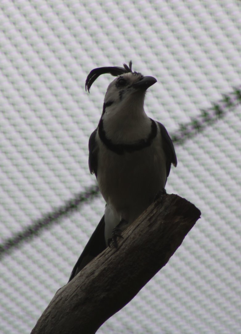White-throated magpie-jay