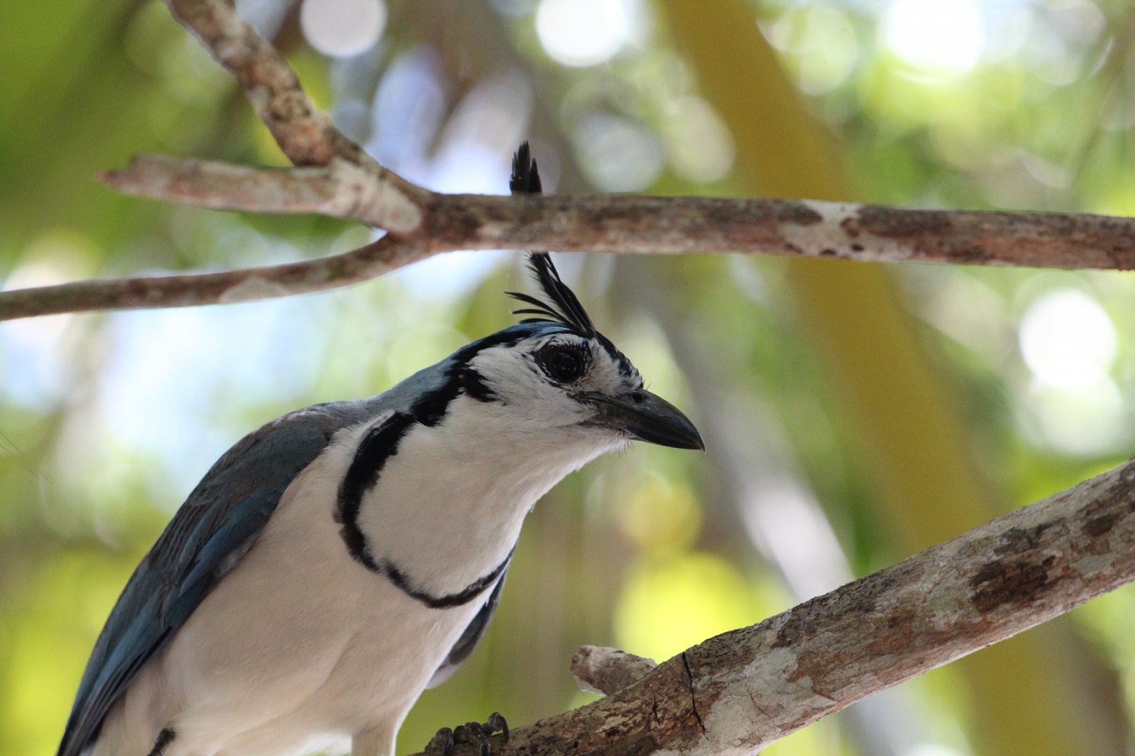 White-throated Magpie-jay