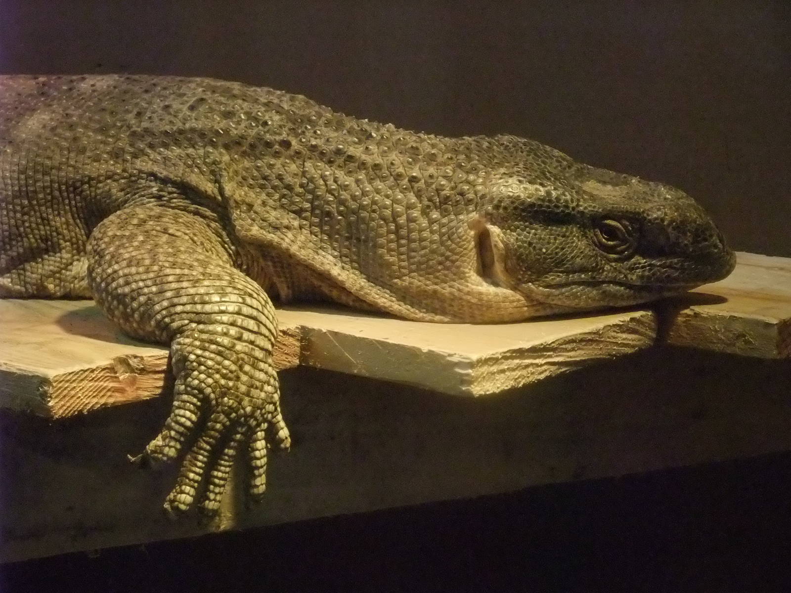 White-throated Monitor at Folly Farm, 01/08/11