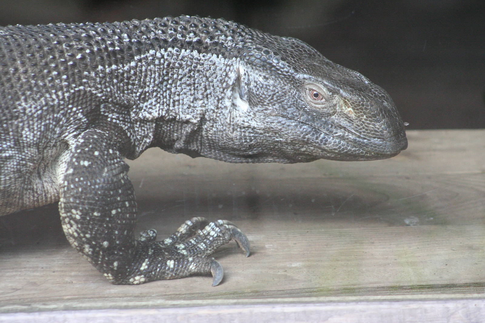 White-throated Monitor @ Dudley; 19.09.2015