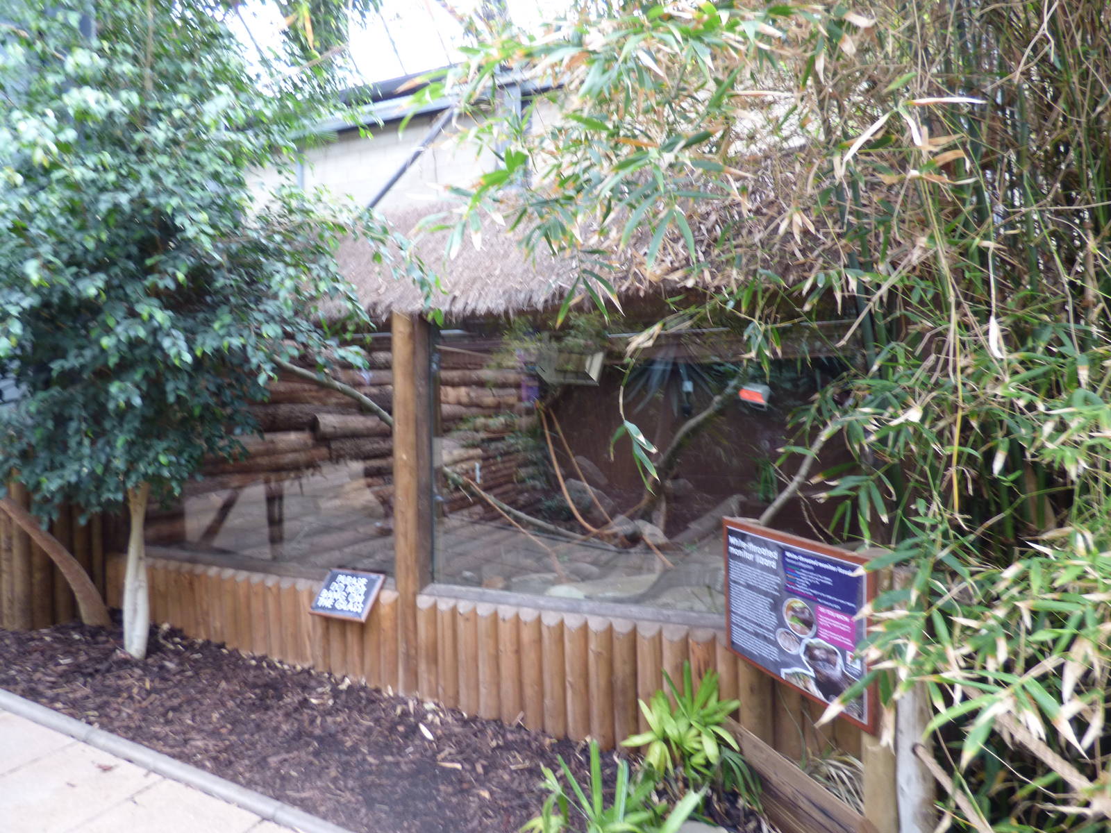 White-Throated Monitor Enclosure in Lorikeet Lookout