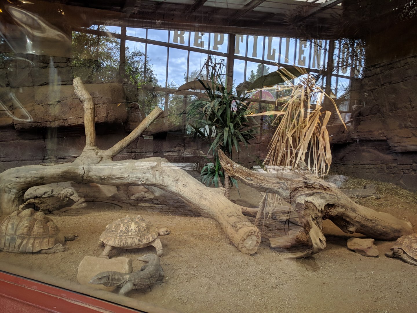 White throated Monitor Enclosure