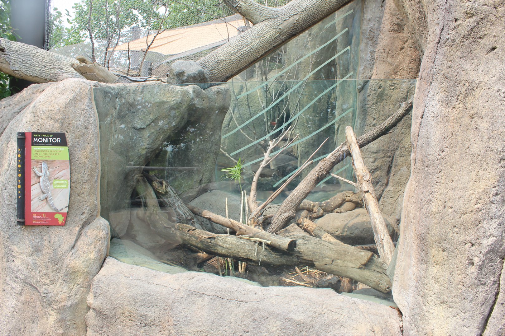 White-Throated Monitor Exhibit - African Grasslands