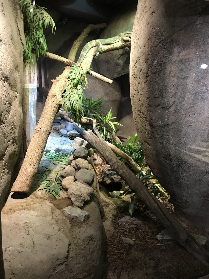 White-Throated Monitor Exhibit - Habitat Africa! The Savannah