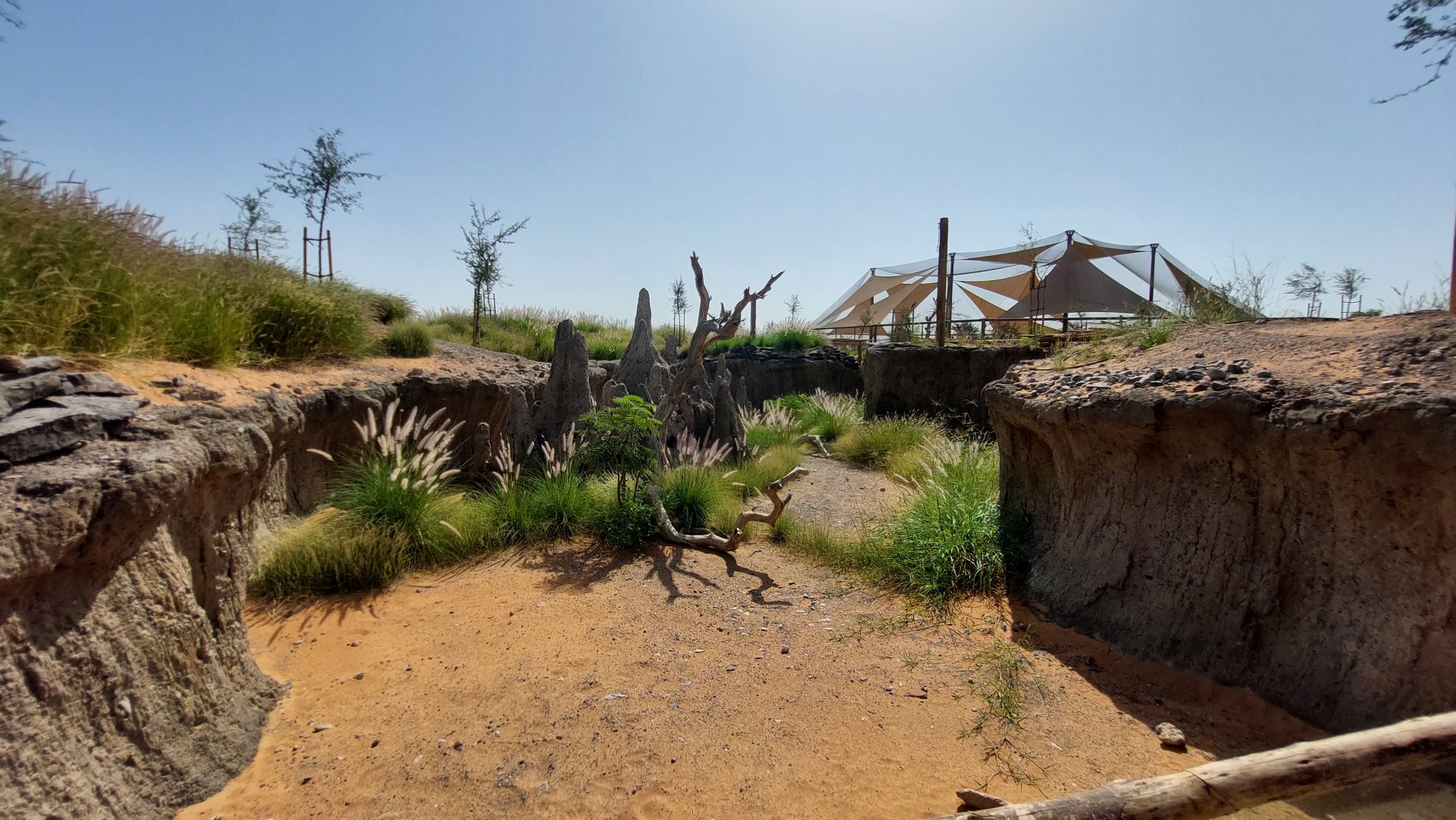 White-throated monitor exhibit
