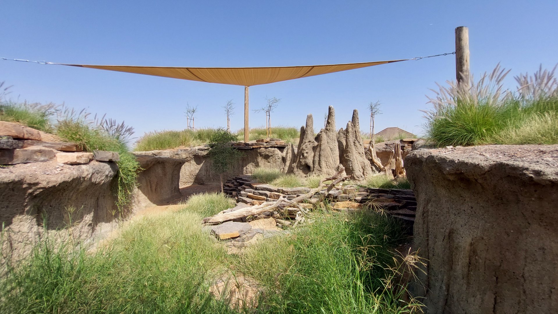 White-throated monitor exhibit