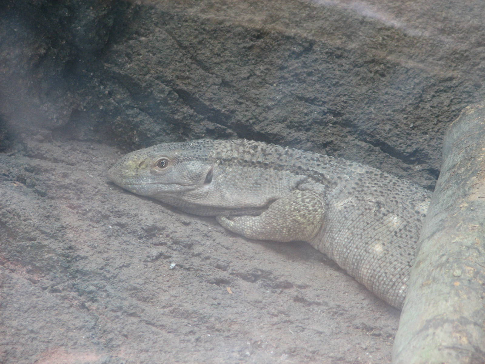 White Throated Monitor in the Tsodillo Hills