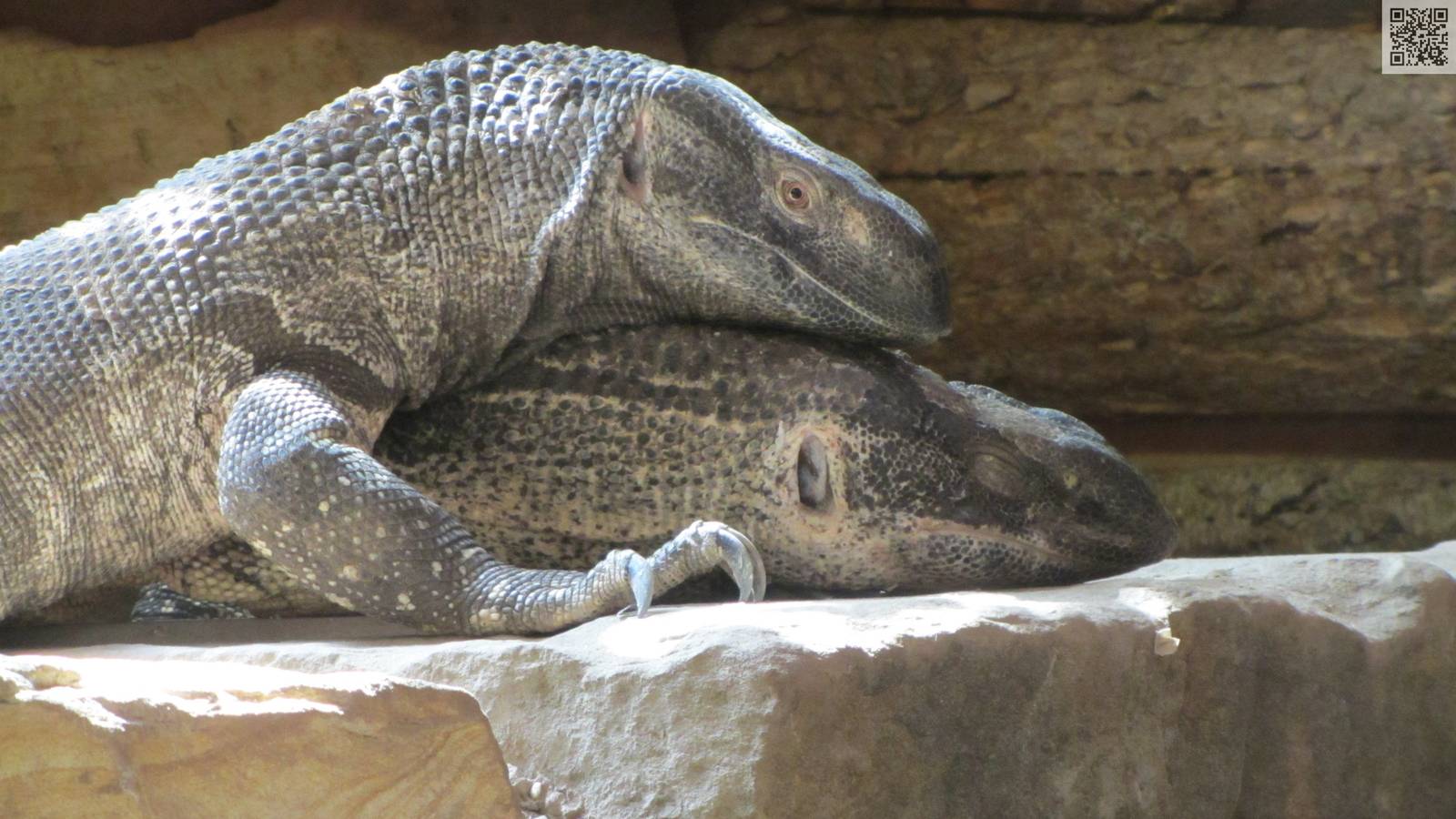 White-throated Monitor Lizard