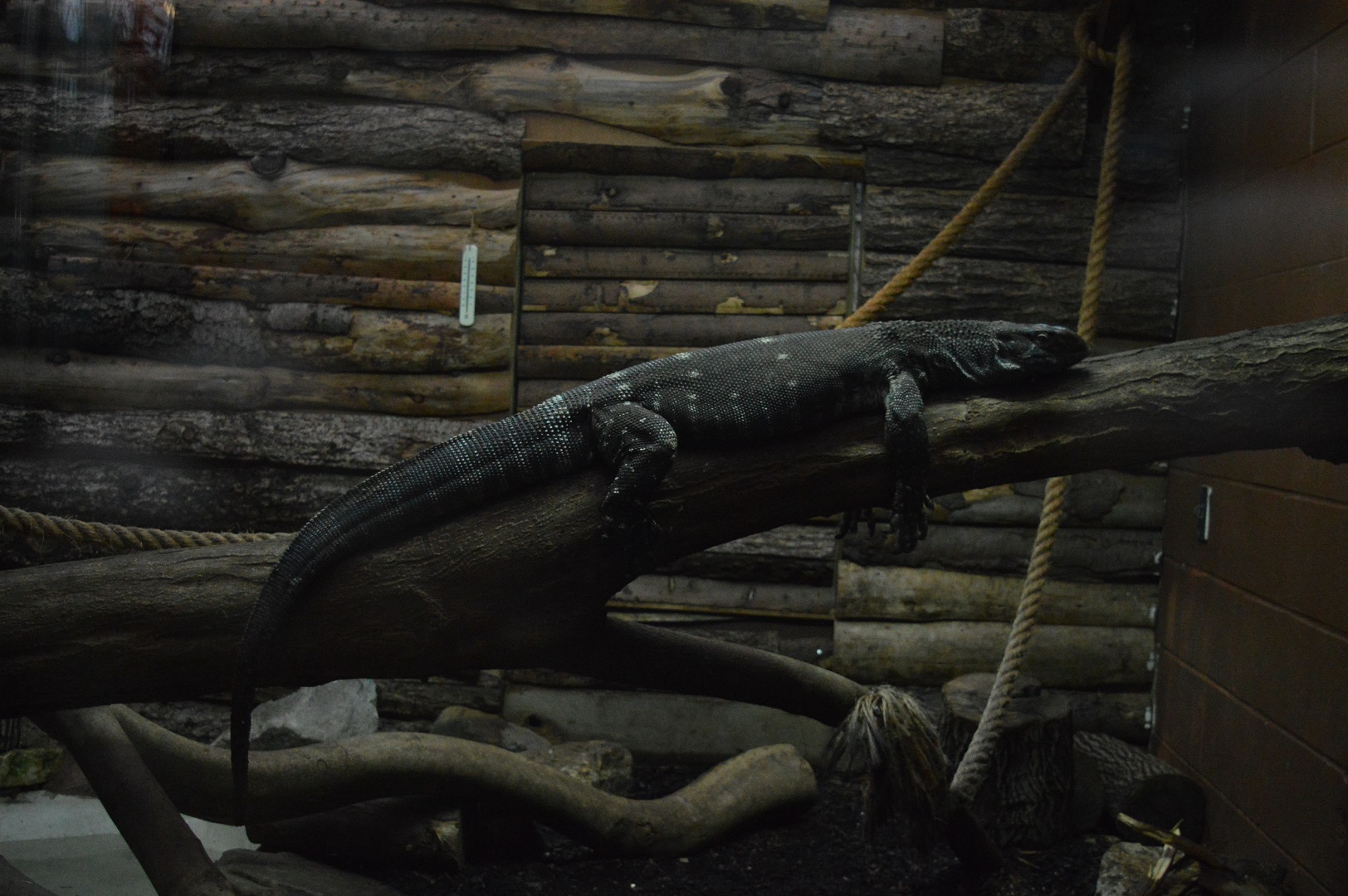 White-throated monitor lizard