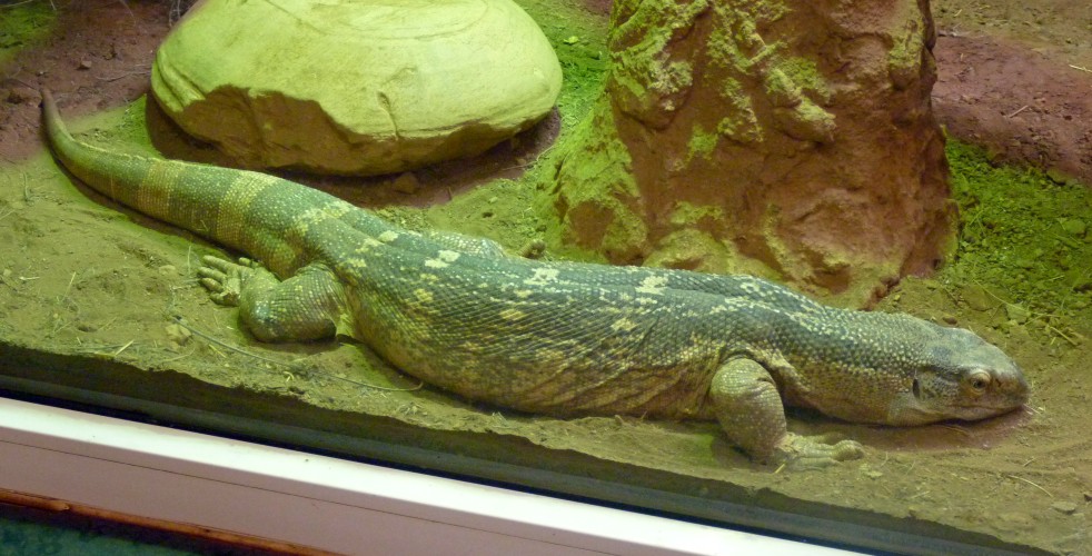 White-throated monitor (Varanus albigularis)