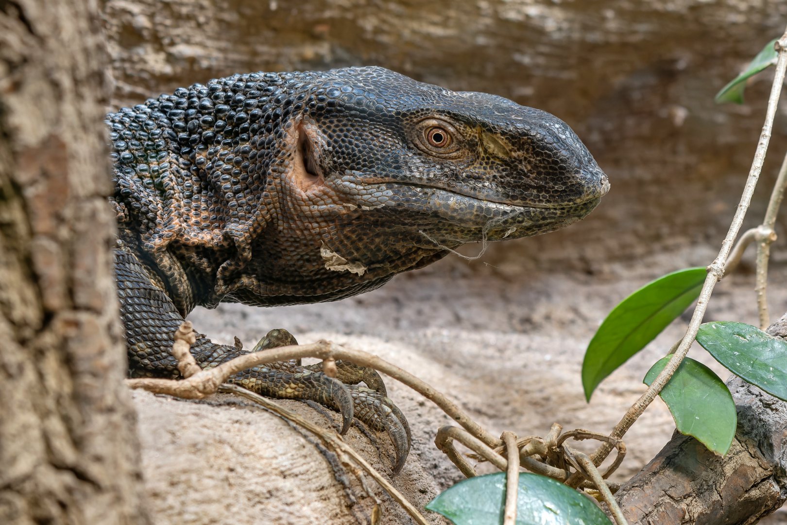 White-throated monitor (Varanus albigularis)
