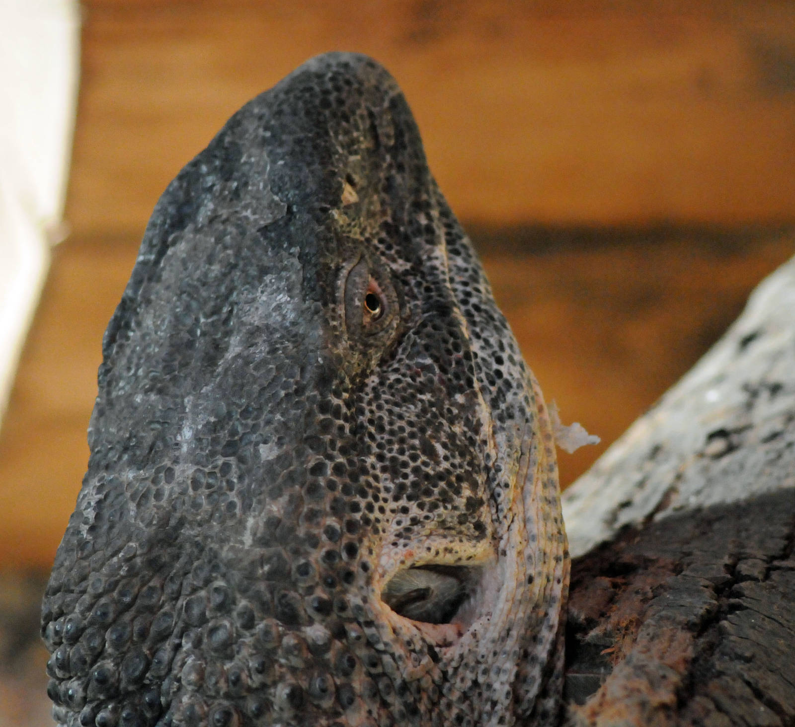 WHITE THROATED MONITOR