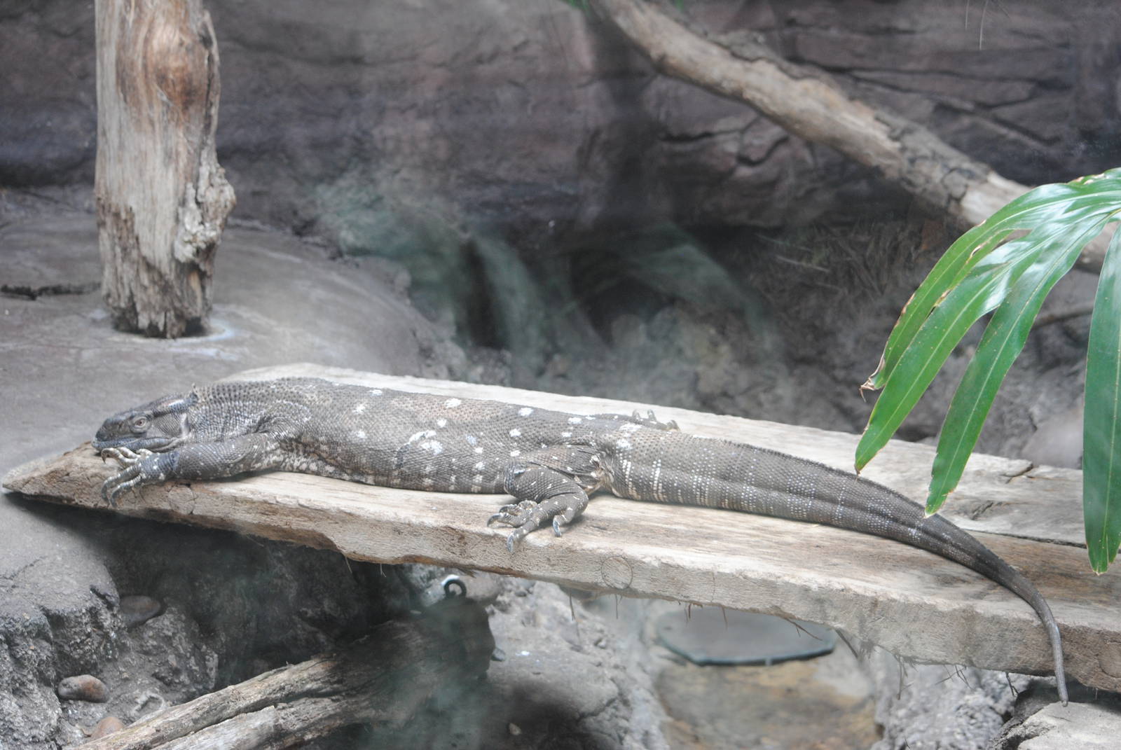 White-throated Monitor