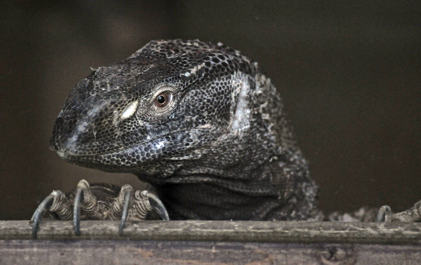 White Throated Monitor