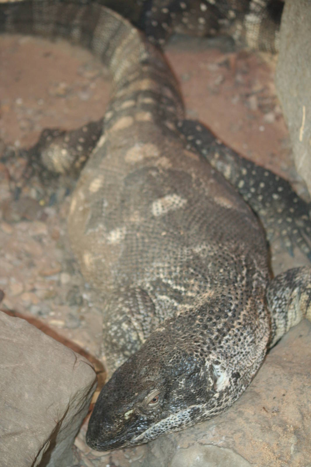 White-throated monitor