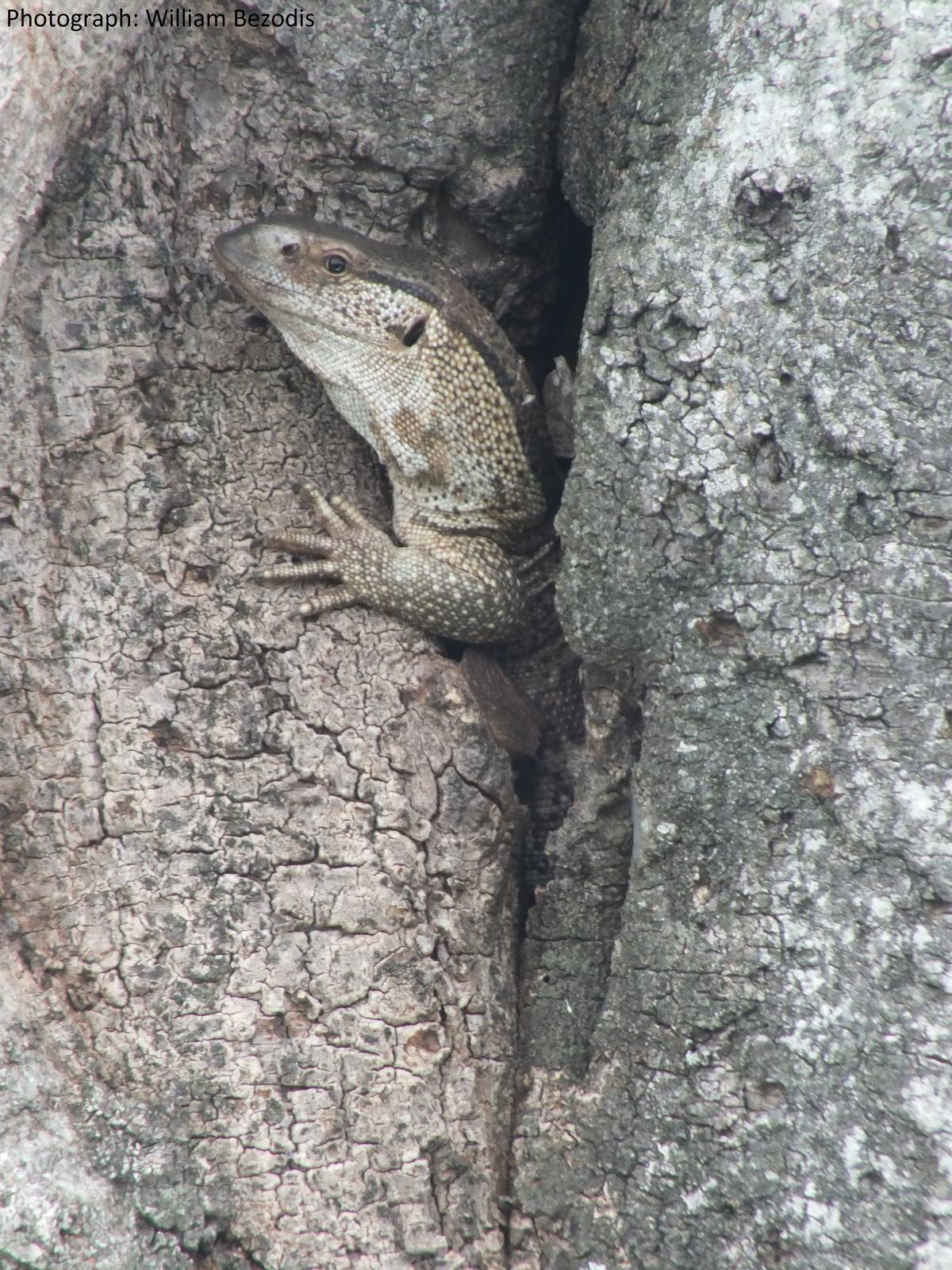 White-throated Monitor