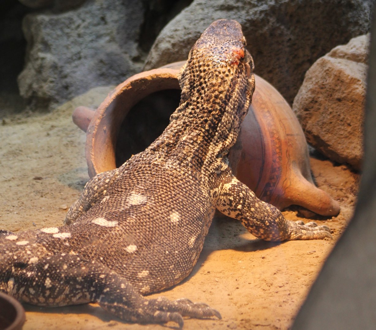 White-throated monitor