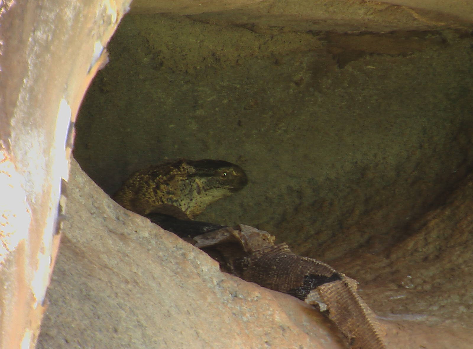 White-Throated Monitor