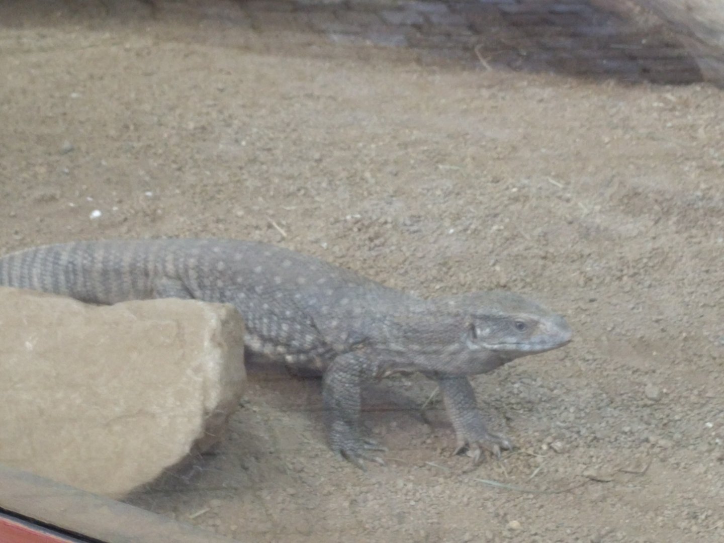 White throated Monitor