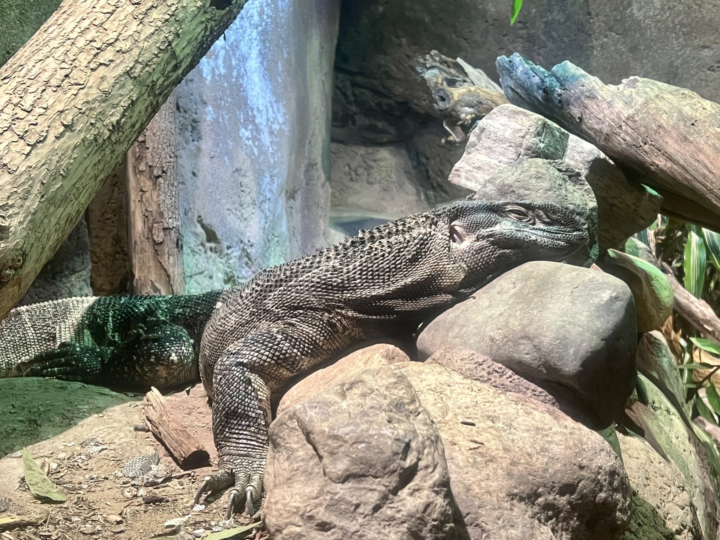 White-throated Monitor