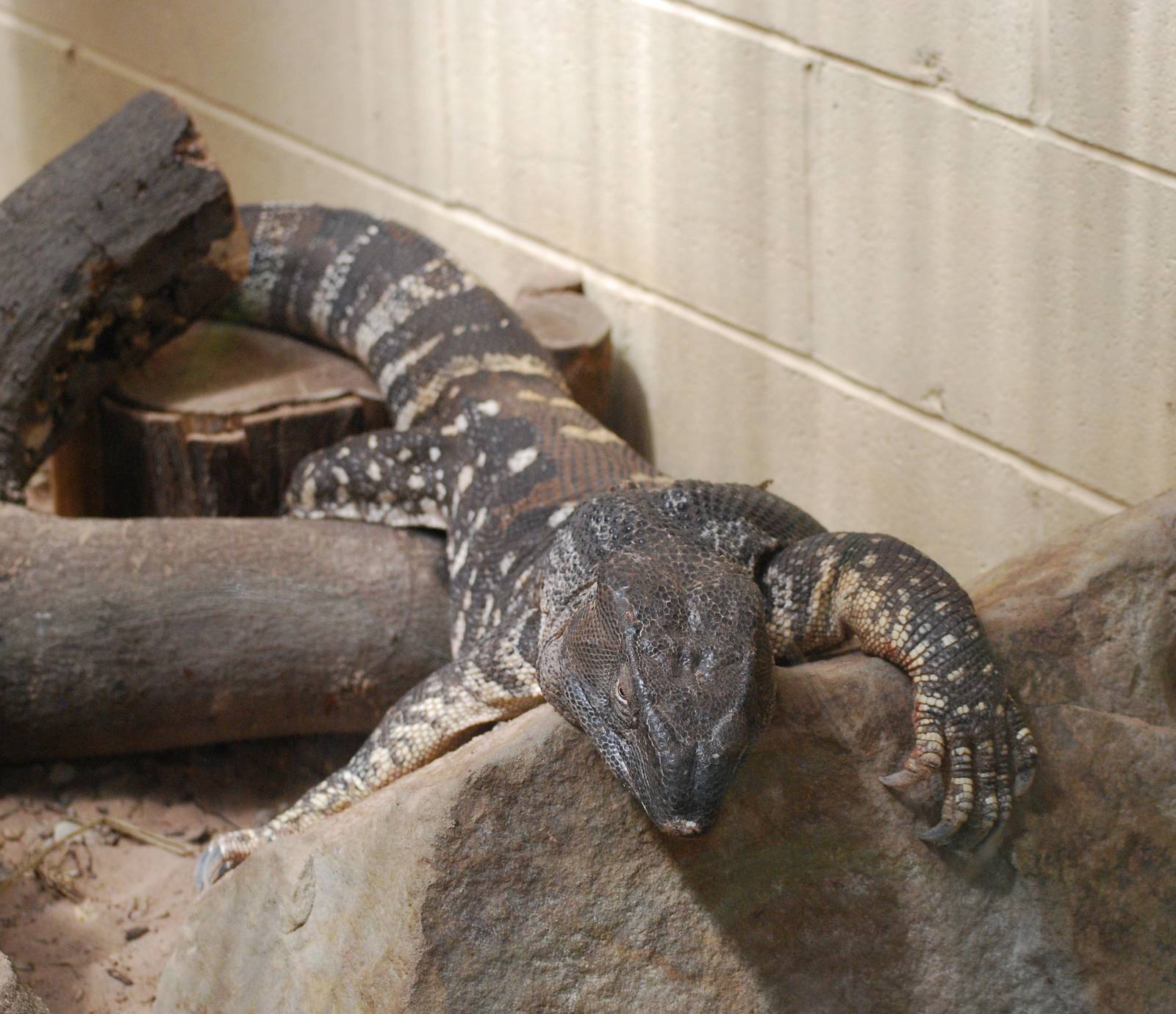 WHITE THROATED MONITOR