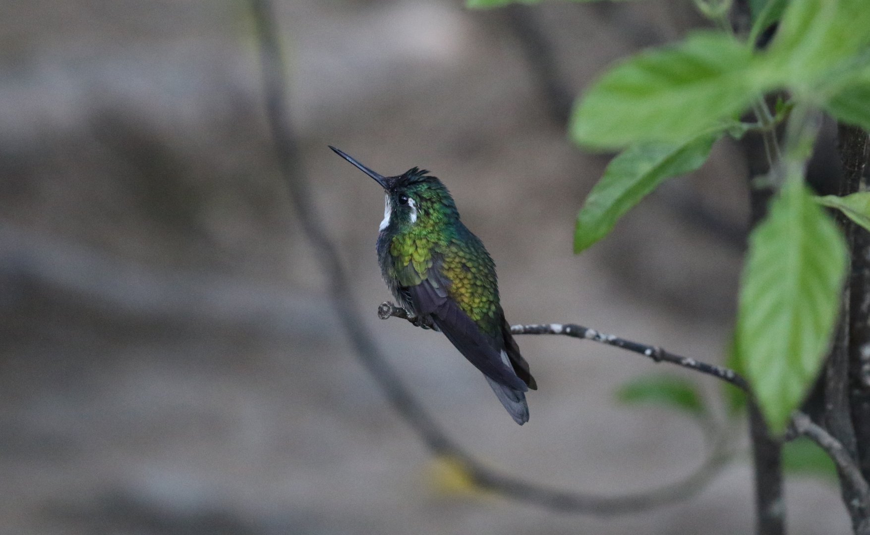 White-throated Mountain-gem