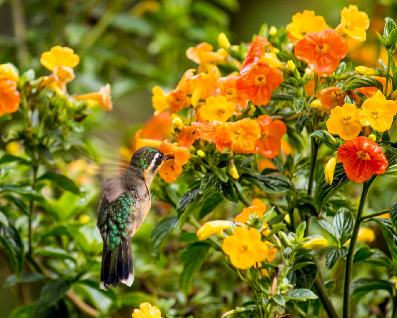 White-throated mountaingem, Lampornis castaneoventris