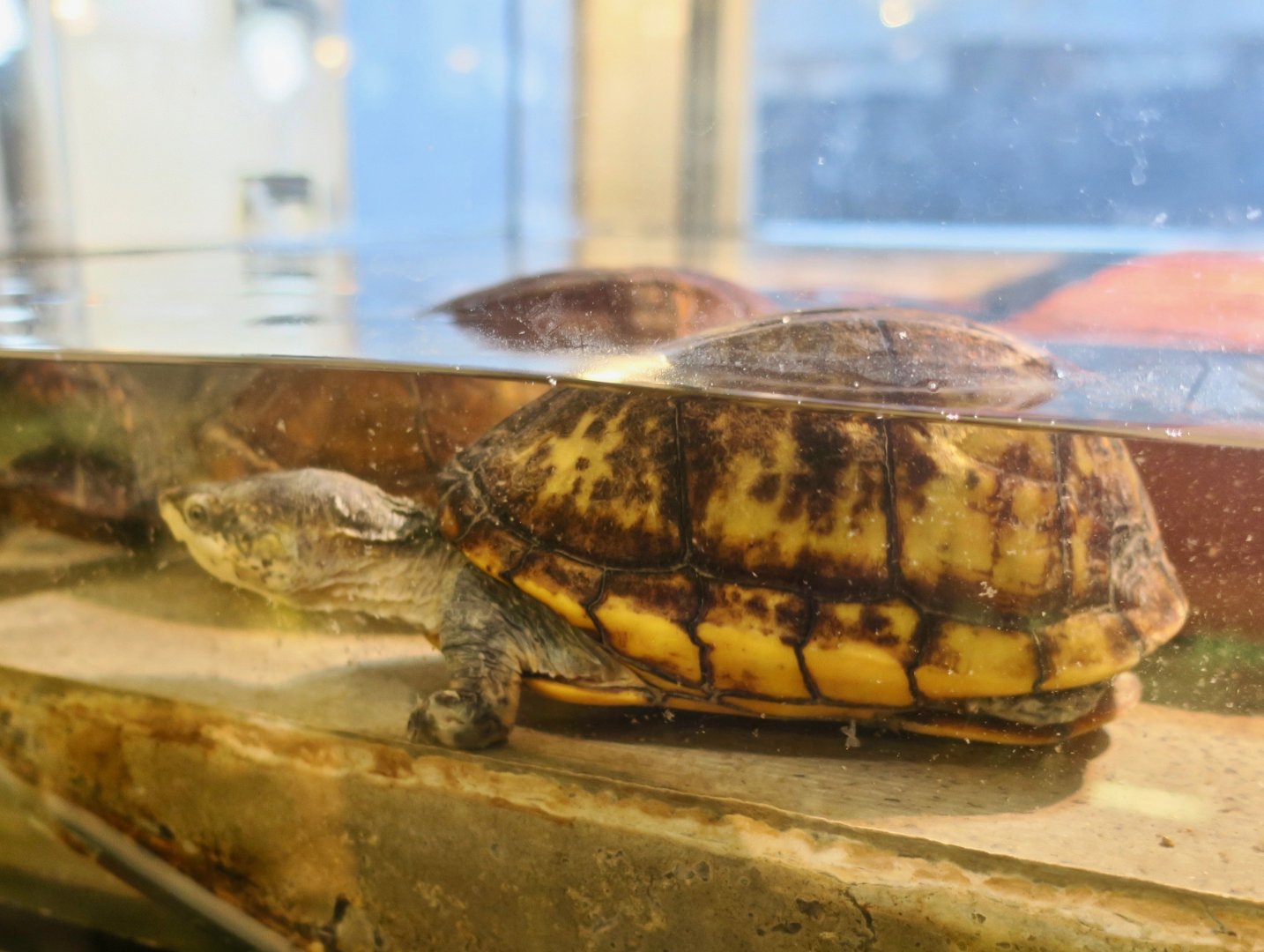 White-Throated Mud Turtle (Kinosternon scorpioides albogulare)