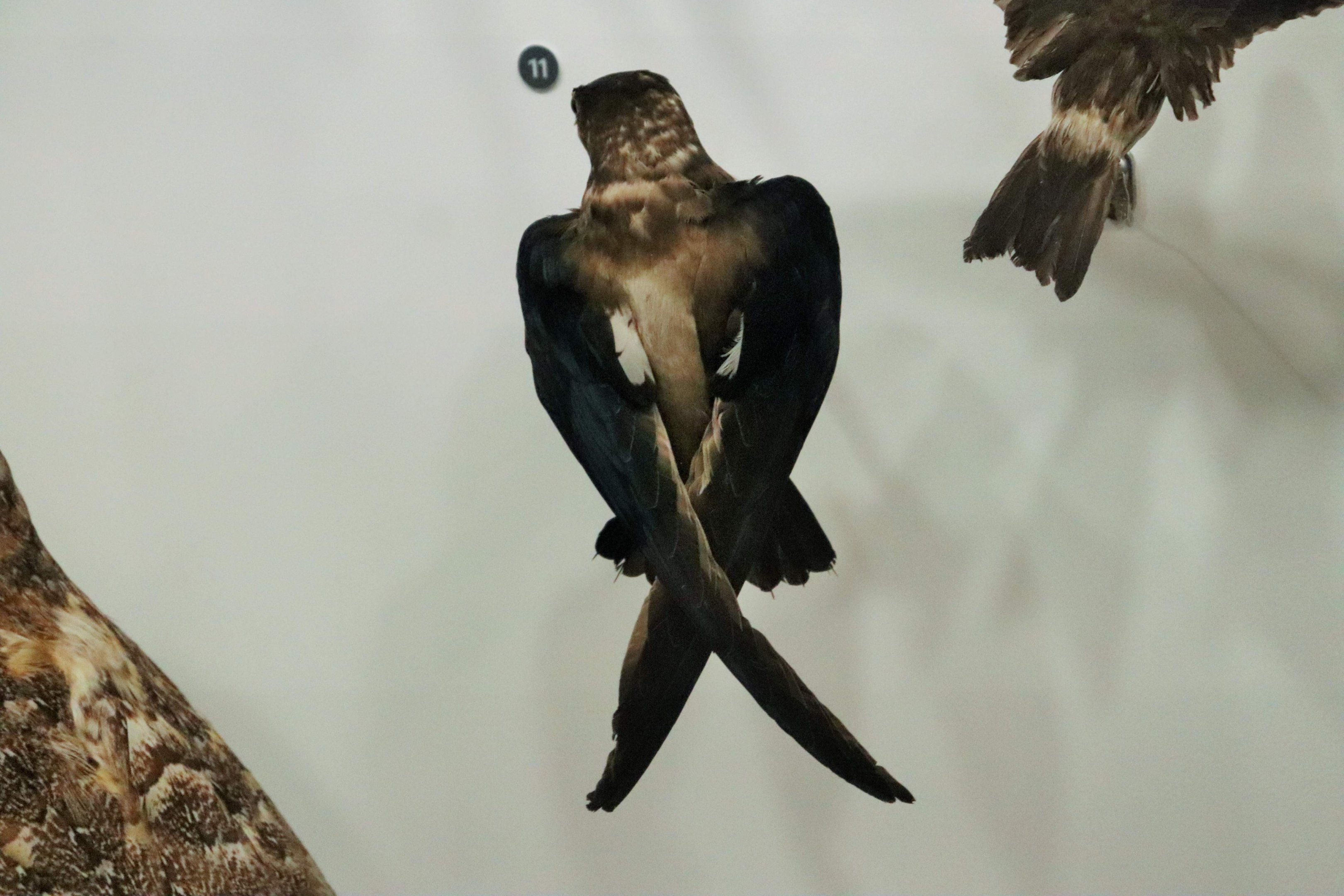 White-throated Needletail (Hirundapus caudacutus)