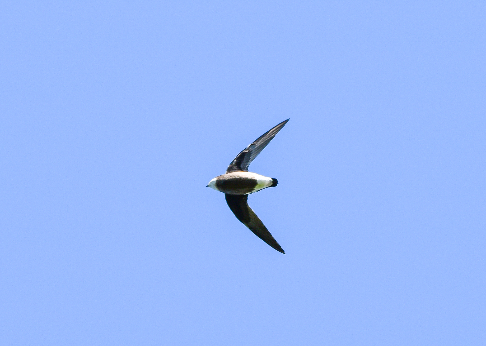 White-throated Needletail