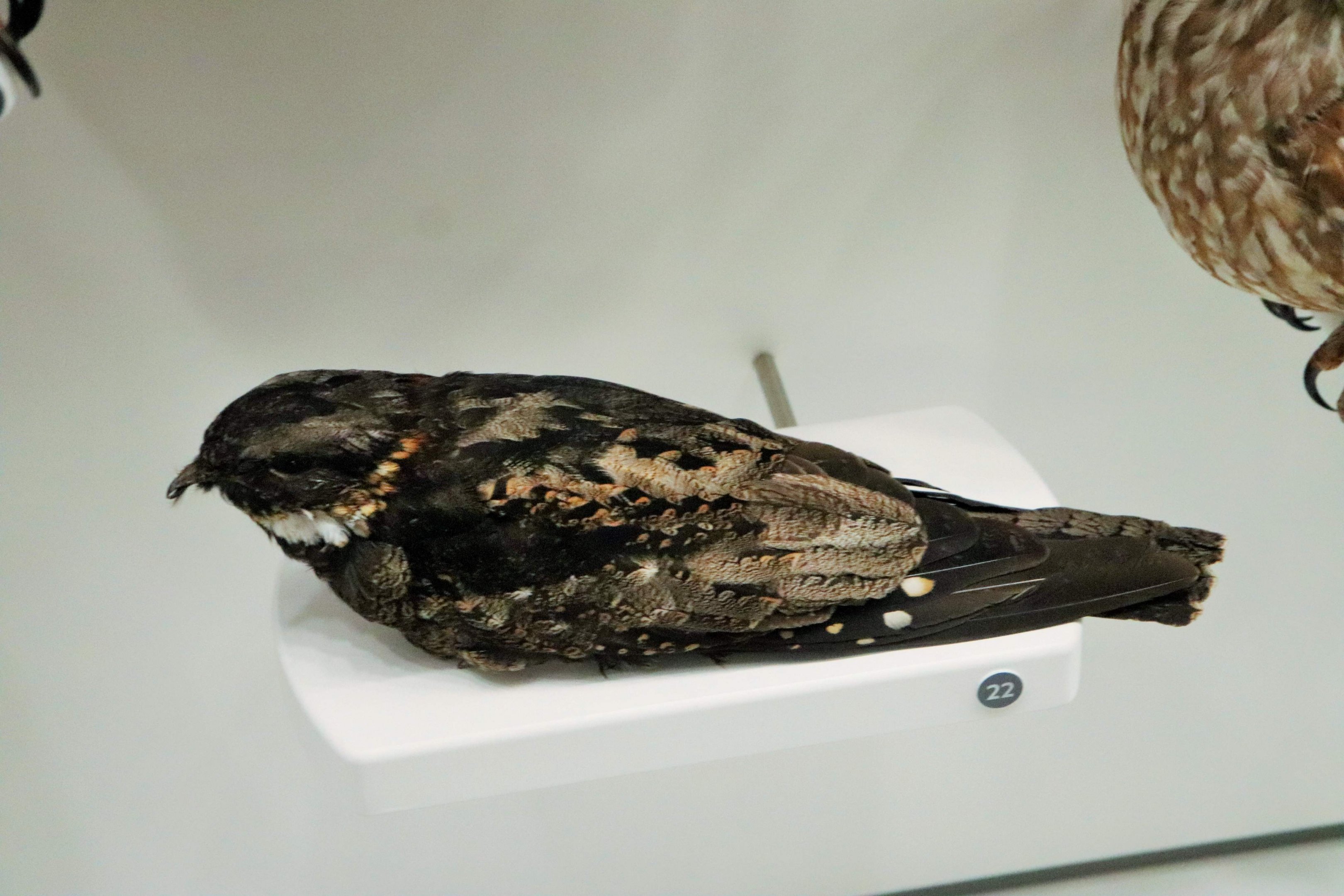 White-throated Nightjar (Eurostopodus mystacalis)