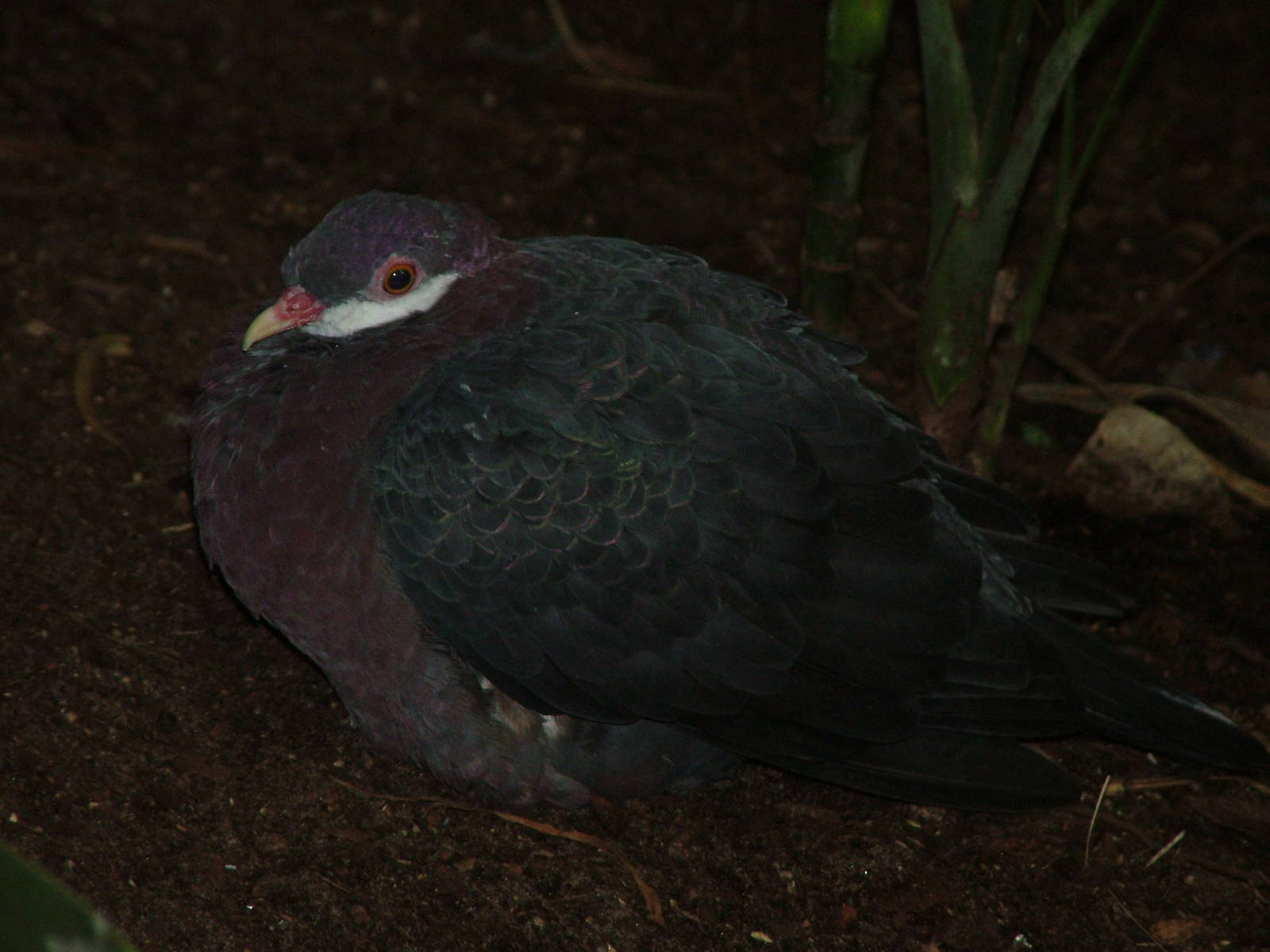 White-throated Pigeon (Columba vitiensis) at Walsrode 2007