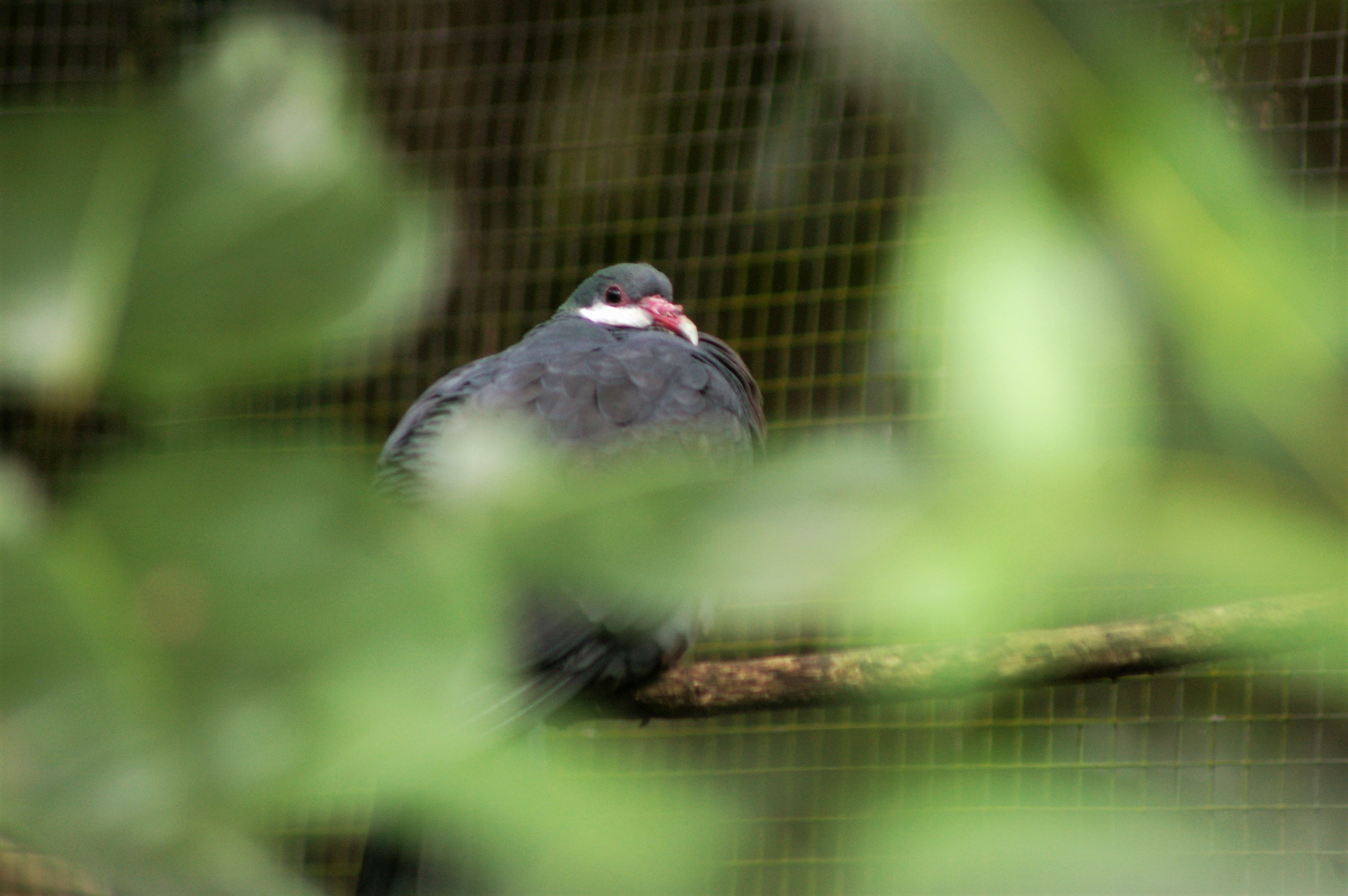 White-throated Pigeon (Columba vitiensis vitiensis)