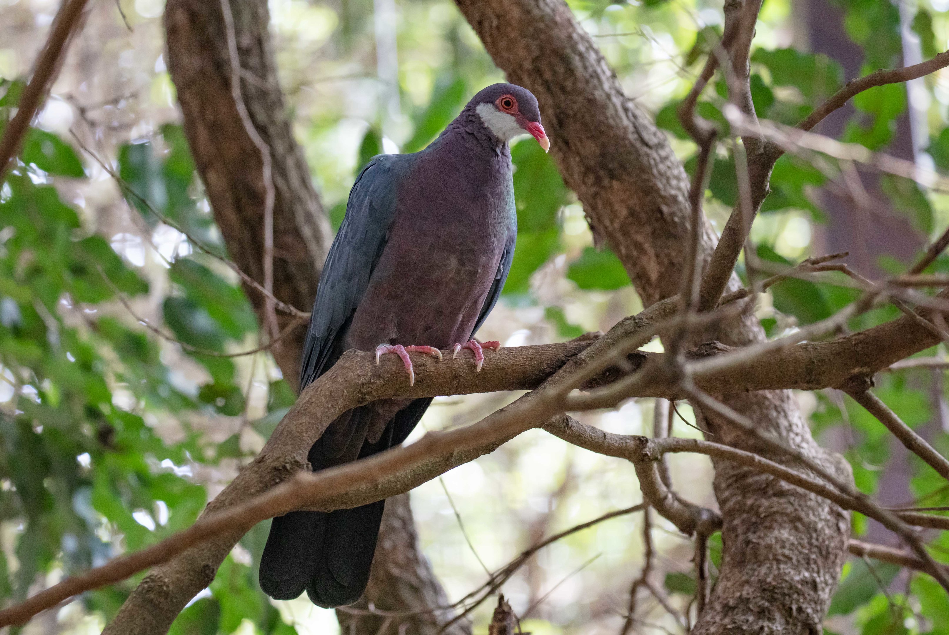 White-throated Pigeon