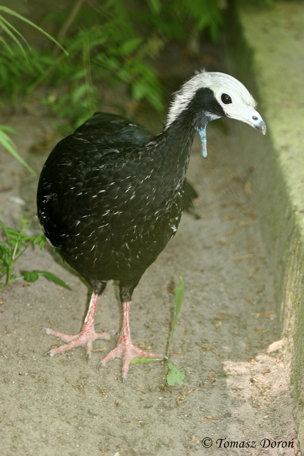 White-throated Piping-guan (Pipile grayi)