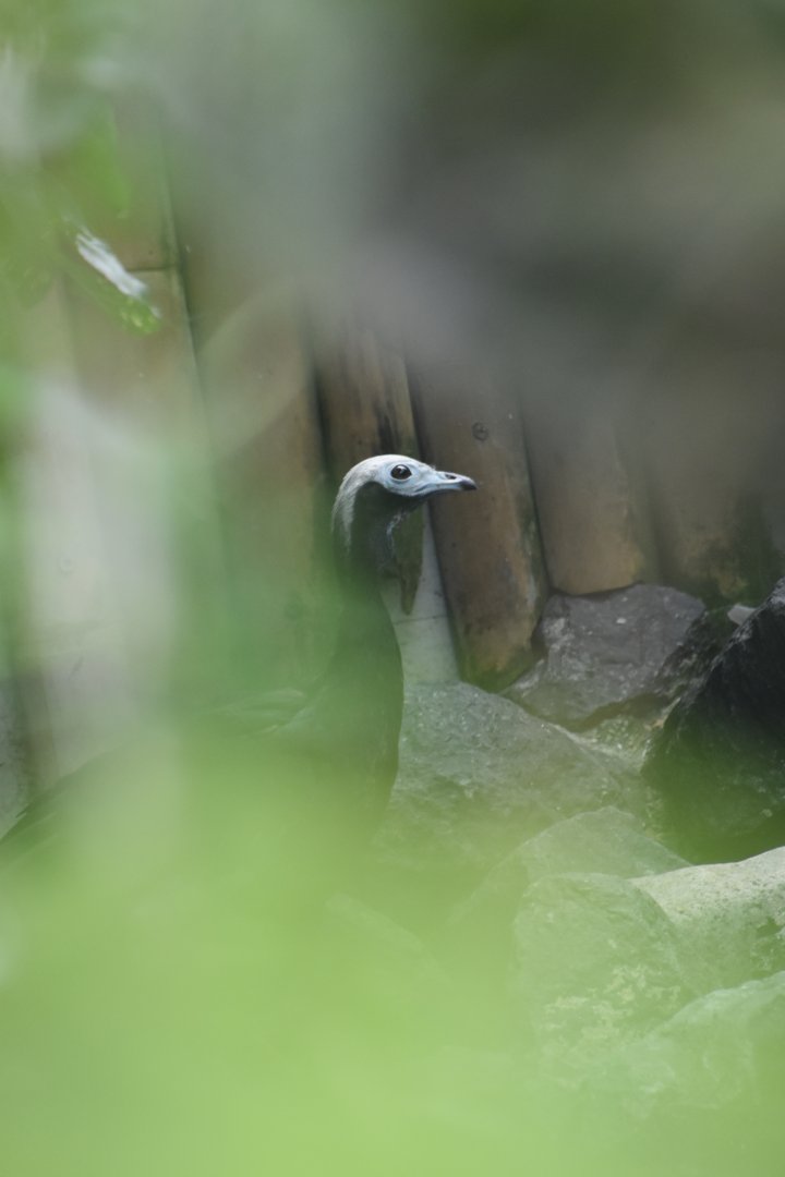 White throated piping guan, Pipile grayi