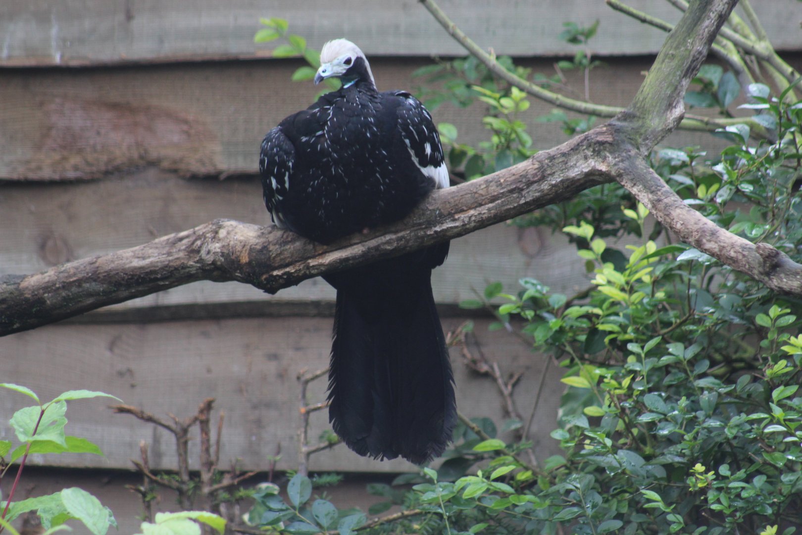 White-Throated Piping-Guan
