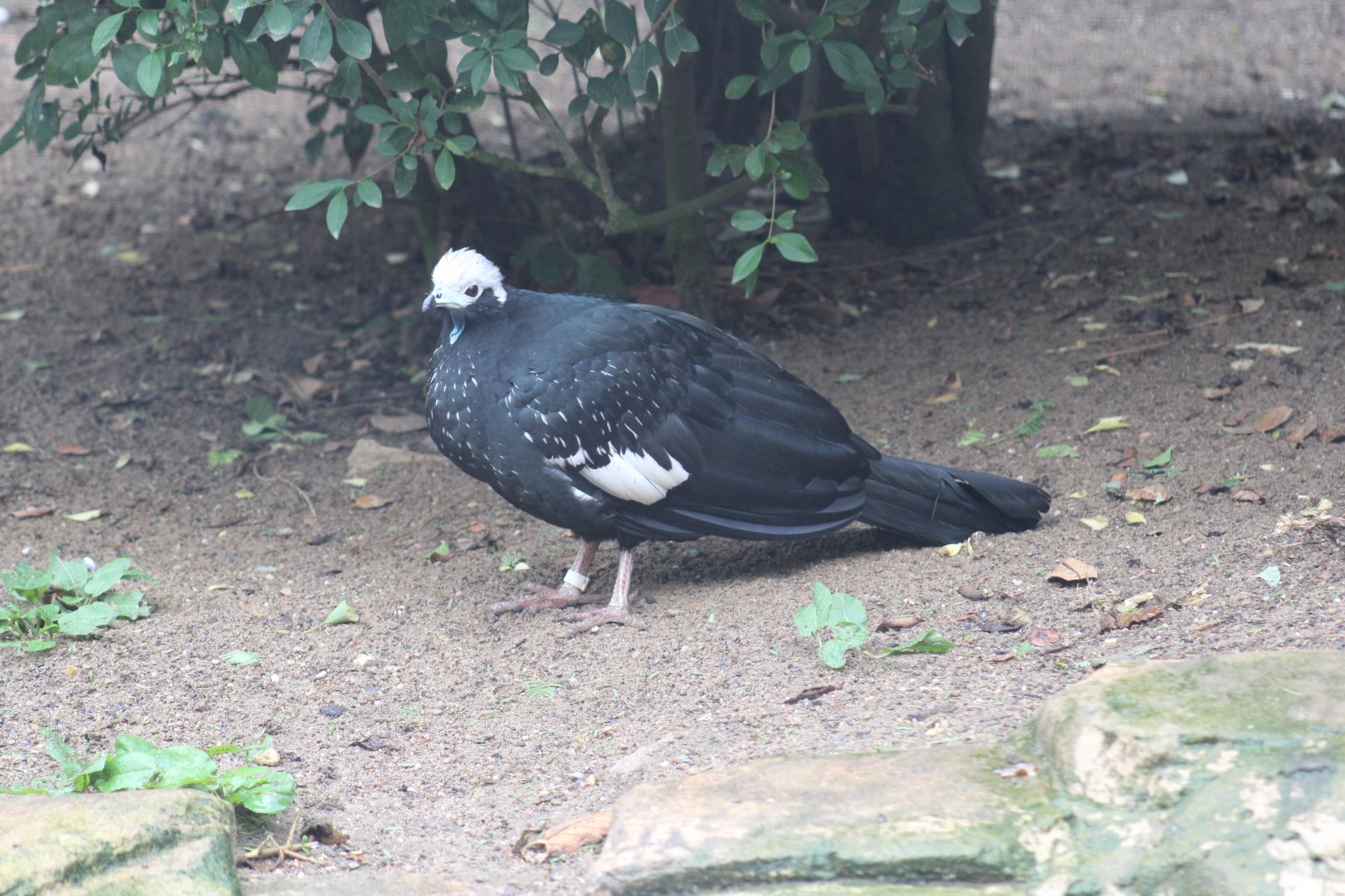 White-Throated Piping-Guan