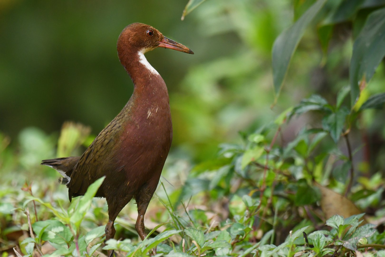 White-throated Rail Dryolimnas cuvieri