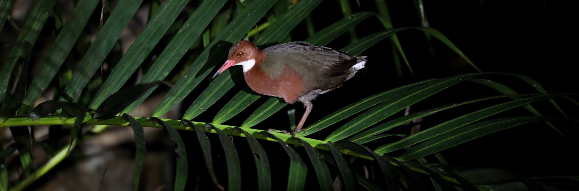 white-throated rail (Dryolimnas cuvieri)